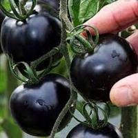Томатный грунт Blackball семена овощных культур