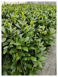 Laurowiśnia wschodnia Caucasica w doniczkach największa na zielony żywopłot