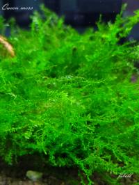 Queen Moss (Amblystegium Manaus) -rarytas-od fibell
