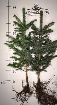 Саженцы ели серебряные 70-80 см для елки picea pungens glauca GK 2 шт
