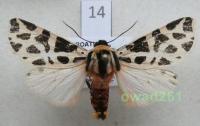 Cymbalophora pudica (Esper, 1785) Chorwacja14