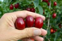 Dereń jadalny 'Shumen' BARDZO DUŻY 3 cm OWOC