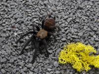 PAJĄK PTASZNIK CHILOBRACHYS FIMBRIATUS SAMICA 3DC 