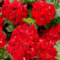Pelargonia czerwona - dekoracyjne kwiatostany, łatwa w uprawie - nasiona