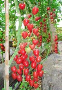 Pomidor koktajlowy Malinowy Kapturek sadzonki szczepione Mikoryza