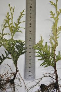 Туя туя Брабант рассада хедж 100шт