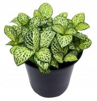 FITONIA DO LASU W SZKLE LAS W SŁOIKU ROŚLINKA ROŚLINA idealna do kompozycji