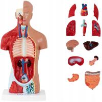 3D анатомическая модель туловища человека