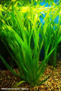 Vallisneria green americana - sadzonki XL