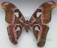 Attacus lorquinii C. & R. Felder, 1861 samica ex. pupa Filipiny 162mm50d
