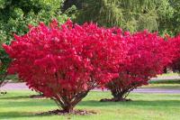 TRZMIELINA OSKRZYDLONA | PŁONĄCY KRZEW | INTENSYWNE JESIENNE PRZEBARWIENIA