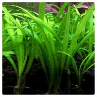 85. Sagittaria Subulata стрелка in vitro 5pcs