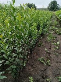 Ligustr zimozielony (Ligustrum vulgare) – komplet 100 sadzonek 20-40 cm