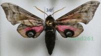 Smerinthus ocellata (Linnaeus, 1758) Nastrosz półpawik34f