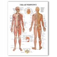 Анатомическая доска нервная система профессиональная RU