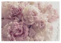 FOTOTAPETA W KWIATY PIWONIE FOTO TAPETA NA ŚCAINĘ SYPIALNIA SALON 416x254