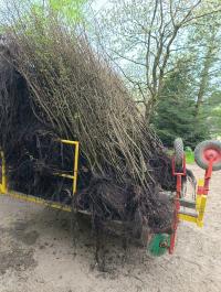 Grab pospolity 190 cm 225 cm Pakiet 5 sztuk.