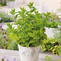 Mięta Kłosowa wyjątkowy aromat do domu i ogrodu (Mentha Spicata L.) nasiona