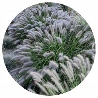 Pennisetum Black Beauty trawa ozdobna purpurowe ciemne kwiatostany
