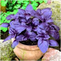 CZERWONA BAZYLIA AROMATYCZNE ZIOŁO DO OGRODU nasiona 0,5 g