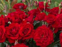 Клумба Красная Роза большие полные цветы-рассада здоровая красивая