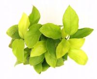 Anubias barteri nana GOLDEN - RA koszyk duży XXL