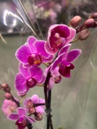 Storczyk JMP 30cm multiflora 2 pędy amalion