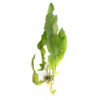 INVITAL Aponogeton bolivianus bulwa Ø 2,5 cm