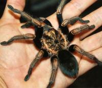 Theraphosidae sp. dorado L2/3 - Ptasznik