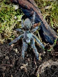 Ceratogyrus darlingi l2/3