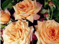 Крупноцветковая чайная роза арт № 518