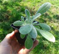 GOJIC ГОРНЫЙ ЧАЙ ДЛЯ ПРОСТУДЫ И РАССЛАБЛЕНИЯ СИДЕРИТА СЕМЕНА