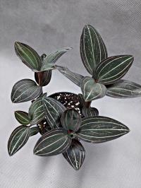 LUDISIA DISCOLOR Jewel Orchid storczyk kolekcjonerski