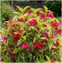 Weigela SUMMER BLUSH krzewuszka o WYJĄTKOWYCH liściach sadzonka DONICZKA P9