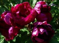 Róża Rotes Phänomen krzew ozdobny z czerwonymi owocami na przetwory