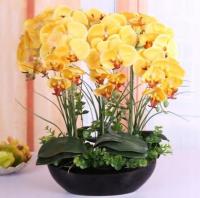 орхидея желтая-семена