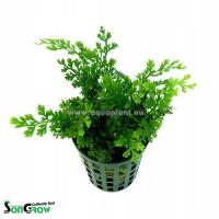 INVITAL Bolbitis heteroclita difformis koszyk Ø 5,5 cm