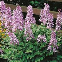 Куст Моисея Диптам розовый 135