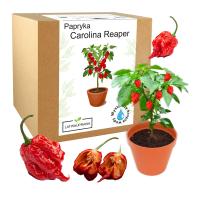 НАБОР ДЛЯ ВЫРАЩИВАНИЯ ПЕРЦА КАРОЛИНА ЖНЕЦ HP22B КРАСНЫЙ СЕМЕНА ОСТРЫЙ