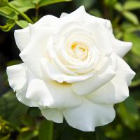 Роза крупноцветковая чайная белая рассада