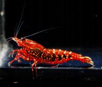 Krewetki Caridina Red Snowfall