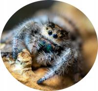 Phidippus regius bahamas L4/5(SpidersForge)