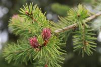 Пихта Дугласа зеленая 80/120 см большая изгородь саженцы