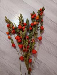 Цветы травы сушеные натуральные веточки мехунка