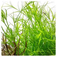 Juncus repens, koszyk XXL – Piękny sit akwariowy na przód oraz środek