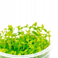 ŻYWA ROŚLINA DO AKWARIUM NA TRZECI PLAN IDEALNA DLA POCZĄTKUJĄCYCH