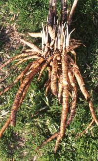 Marek Kucmerka-Sium Sisarum-семена 100шт