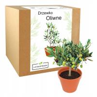 Оливковое дерево европейский оливковый семена Olea europaea набор для выращивания