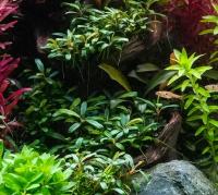 704 Bucephalandra NEEDLE LEAF z in vitro sadzonka NAJTANIEJ