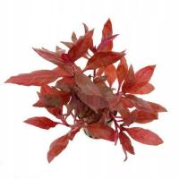 INVITAL Alternanthera reineckii Rosanervig koszyk Ø 5,5 cm